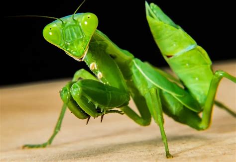 15,343 Praying Mantis Stock Photos - Dreamstime