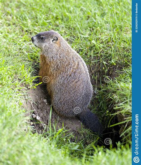 15,500+ Groundhog Stock Photos, Pictures & Royalty-Free …