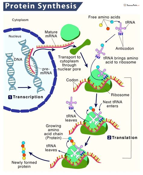 15: Protein Synthesis - Biology LibreTexts - wintechmobiles.com