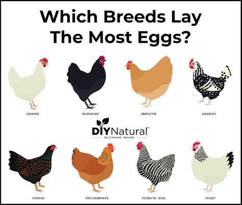 15+ Best Egg Laying Chicken Breeds; Qty, Color, Size …