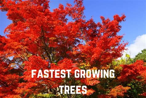 15+ Fastest Growing Large Trees - Everything Arboriculture - raincitystudios.com