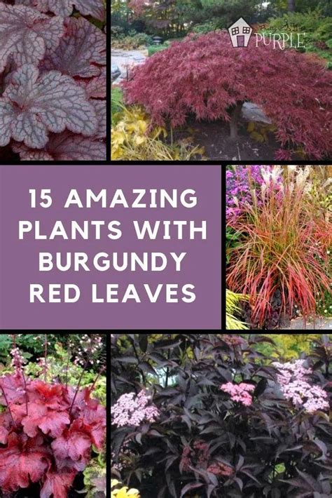 15+ Unique Plants with Burgundy Leaves (Showstoppers!)