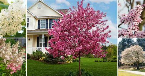 15 Beautiful Flowering Ornamental Trees for USDA Zone 5 - raincitystudios.com