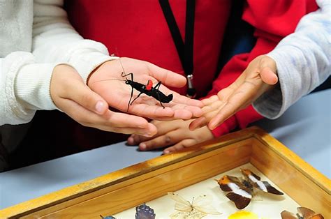 15 Best Entomology Colleges for All Levels - muktibox.com