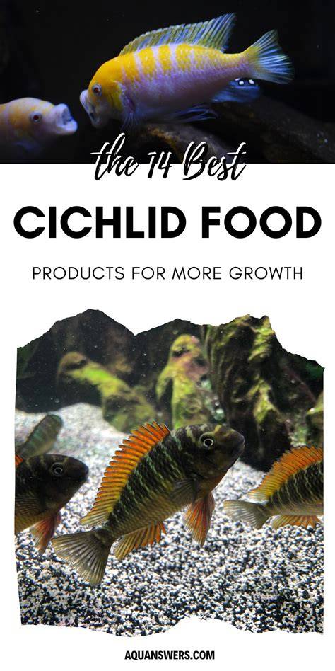15 Best Foods for Cichlids That Need More Growth - raincitystudios.com