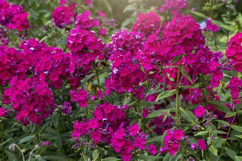 15 Best Fragrant Perennials For Your Garden - Southern Living - raincitystudios.com