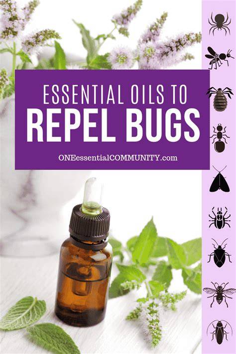 15 Best Natural Bug Spray Essential Oils That Repel … - raincitystudios.com