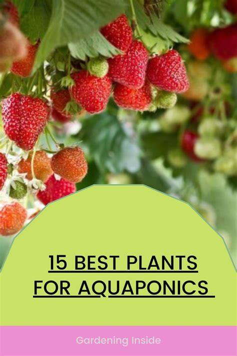 15 Best Plants for Aquaponics | Most Profitable Plant - raincitystudios.com