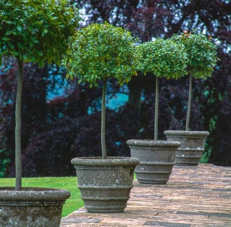 15 Best Trees for Pots Trees that Grow well In Pots - Home Garden …