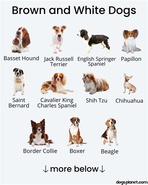 15 Brown and White Dog Breeds (With Pictures!) - DogsPlanet.com