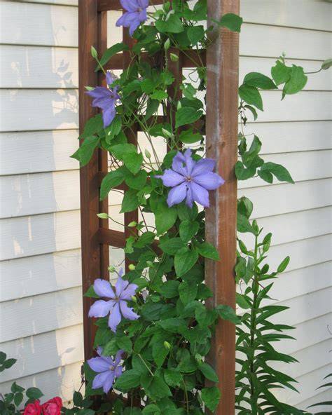 15 Climbing Plants and Flower Vines Perfect for Shady Areas - raincitystudios.com