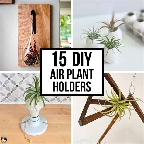 15 Creative DIY Air Plant Holder Ideas - The … - muktibox.com