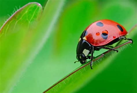 15 Cool Facts About Ladybug for Children - FirstCry …