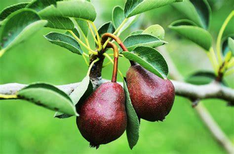 15 Delicious Dwarf Fruit Trees Perfect for Your Backyards - raincitystudios.com