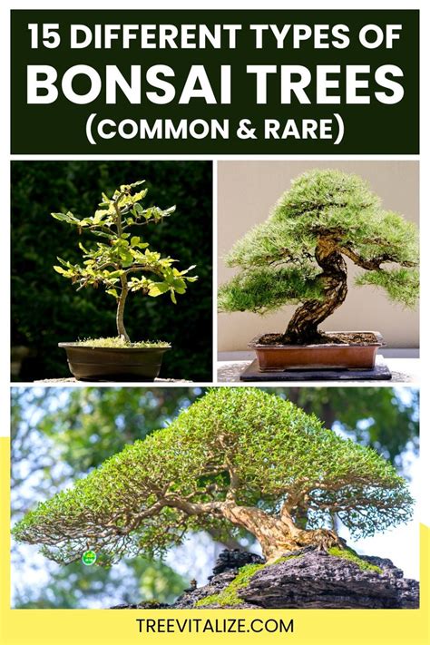15 Different Types of Bonsai Trees (Common & Rare) - raincitystudios.com