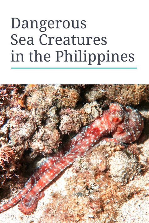 15 Dangerous Sea Creatures in the Philippines - Diver Bliss