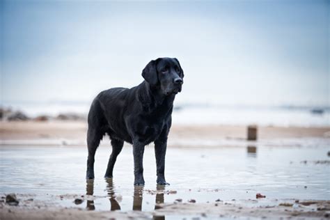 15 Dog Breeds That Absolutely Love The Water