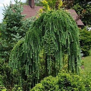 15 Dwarf Weeping Larch Tree Seeds-1233 - Etsy