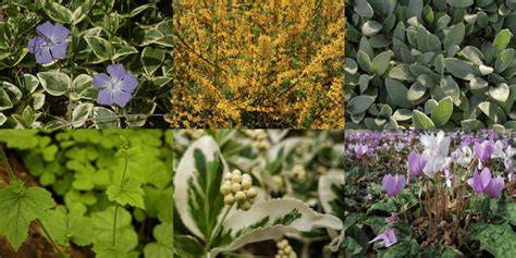 15 Easiest Ground Covers that Thrive in Shade - Food Forest Living - raincitystudios.com