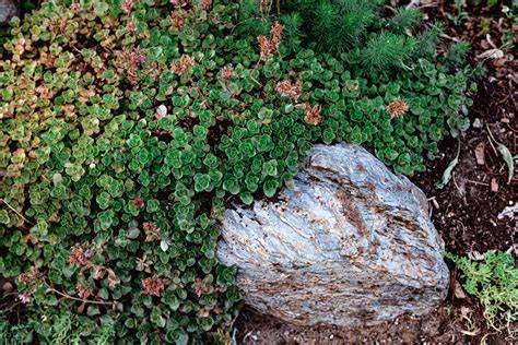 15 Evergreen Ground Covers That Halt Soil Erosion - raincitystudios.com