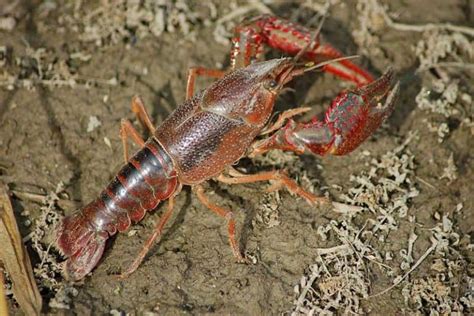 15 Examples of Crustaceans (With Pictures) - Wildlife …