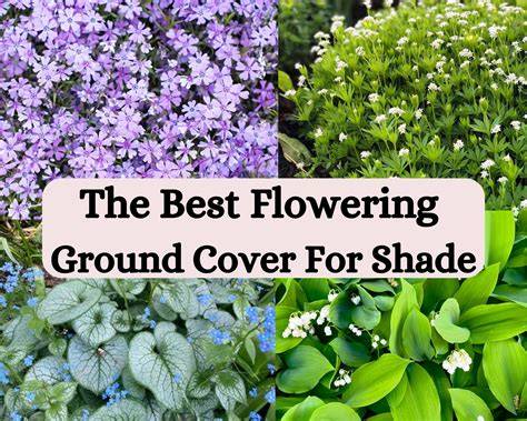 15 Flowering Ground Covers For Shade - Lawn Holic - raincitystudios.com