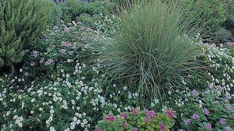 15 Foolproof Shrubs for Low-Maintenance Landscaping … - raincitystudios.com