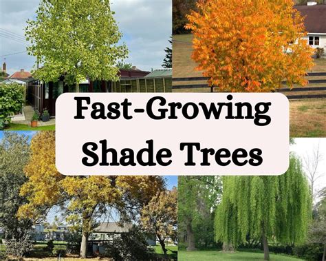 15 of the Best Fast-Growing Shade Trees for Your Yard - raincitystudios.com