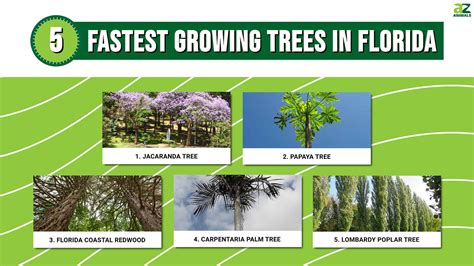 15 of the Fastest-Growing Native Trees - raincitystudios.com