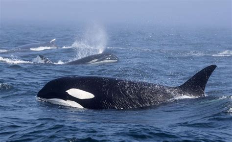 15 Orca Whales, 2 Humpback Whales Spotted Fighting in …