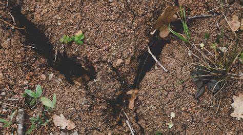 15 Plants That Fight Soil Erosion - BackyardBoss - raincitystudios.com