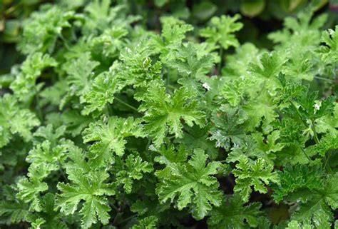 15 Plants With Scented Leaves - The Spruce - raincitystudios.com
