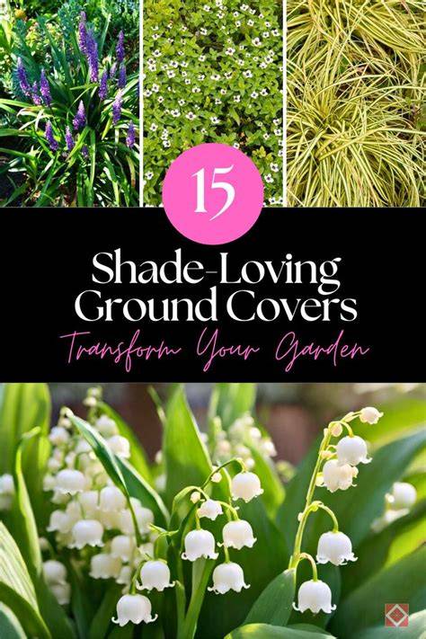 15 Shade-Loving Ground Covers to Transform Your Garden - raincitystudios.com