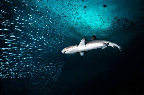 15 splashy and stunning underwater wildlife … - raincitystudios.com