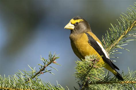 15 Species of Sparrows in New Brunswick (ID and Song Guide)