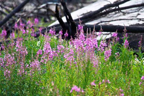 15 Taiga Plants That Thrive in the Boreal Forest - Treehugger - raincitystudios.com