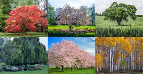 15 Trees That Add Shade and Style to Your Landscape - raincitystudios.com