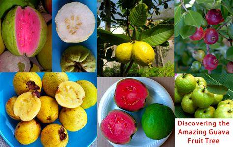 15 Types of Guava Fruit Trees With Pictures - AMERICAN GARDENER - raincitystudios.com