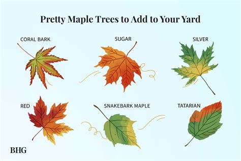 15 Types of Maple Trees for Vibrant Color - Better Homes & Gardens - muktibox.com