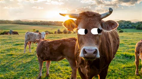 15 Udderly Interesting Fun Facts About Cows Beano