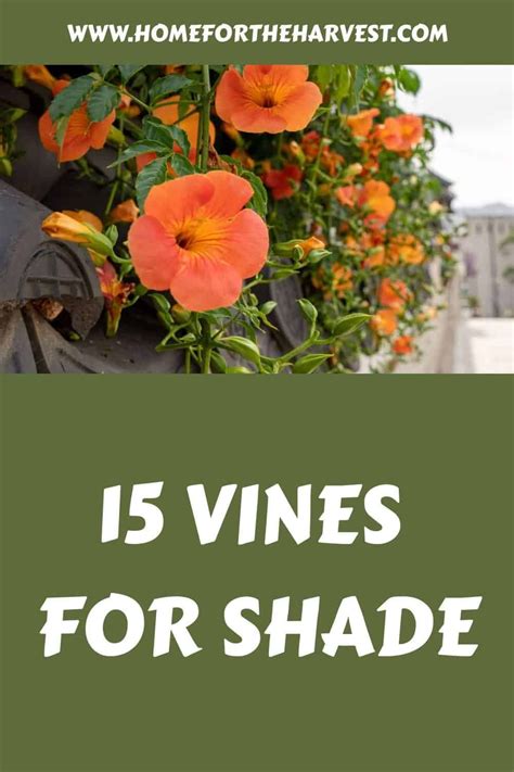 15 vines for shade - Home for the Harvest - raincitystudios.com