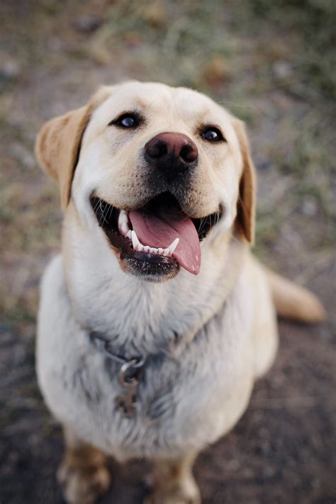 15 Ways Dogs Impact Our Lives More Than We Realize