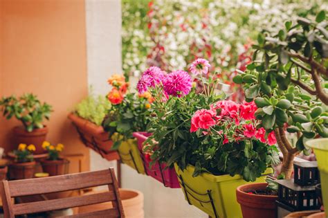 15 Balcony Garden Plants To Grow In April Balcony Trailing Plants - Balcony Trailing Plants