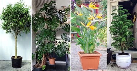 15 Best Tall Plants For Balcony Privacy Balcony Big Plants For Balcony - Big Plants For Balcony