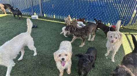 15 dogs found in Gardena casino parking lot up for adoption