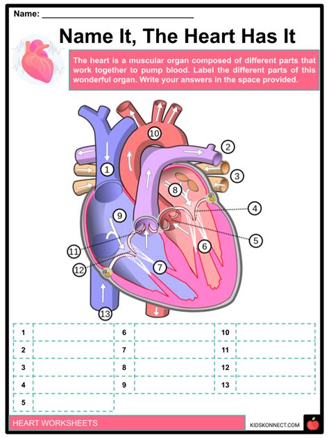 15 Heart Worksheets For First Grade Worksheeto Com The Heart Worksheet 5th Grade - The Heart Worksheet 5th Grade