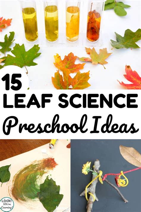 15 Simple Leaf Science Activities For Preschoolers Leaf Patterns For Preschool - Leaf Patterns For Preschool