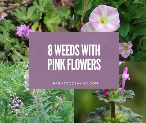 15 Weeds With Pink Flowers Easy Identification Gardeningvibe Invasive Weed With Pink Flowers - Invasive Weed With Pink Flowers