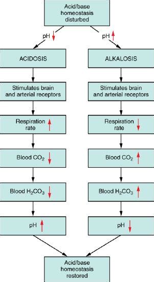 15.5: Acid-Base Balance - Medicine LibreTexts