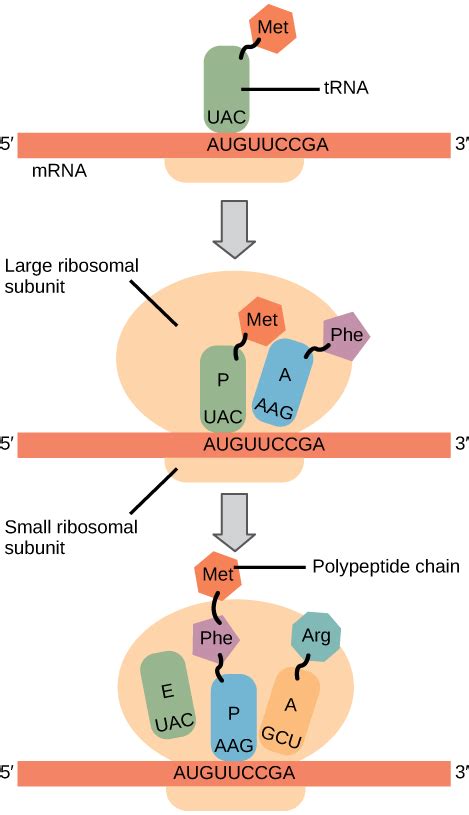 15.5: Ribosomes and Protein Synthesis - Biology LibreTexts